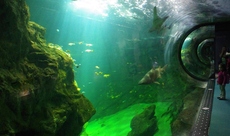 Partez à la découverte des océans à l&#039;Aquarium de La Rochelle © cmt17 A. Bidard - aquarium la rochelle cmt17 a bidard